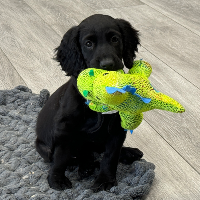 Natural Carnivore pet photo