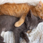 Pet Fooled Documentary