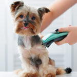 Transitioning Your Pet to a Raw Pet Food Diet